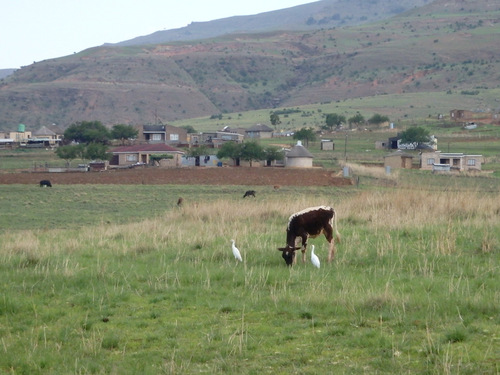 Every cow should have an Egret or two.